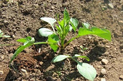 红薯块茎繁殖与种植方法（打造自己的田园红薯园）