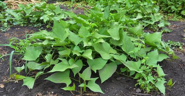 红薯种植最佳时间剖析（选择最适宜的季节）