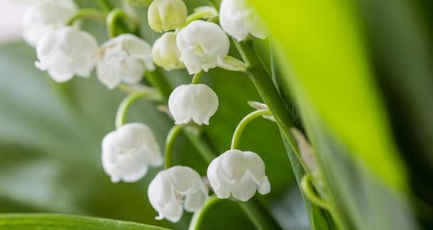 铃兰花的花语与寓意（唤醒心灵的芬芳之语——铃兰花）