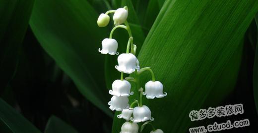 铃兰花的花语与寓意（探索铃兰花的象征意义和传达的情感信息）