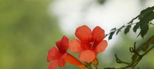 凌霄花花语的象征与寓意（探寻凌霄花的内涵和意义）