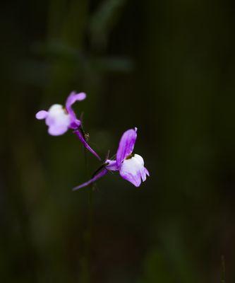 以柳穿鱼的花语与文化背景（揭秘柳穿鱼花语的深意）