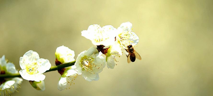 梅花花语（探寻梅花的象征意义及其文化内涵）