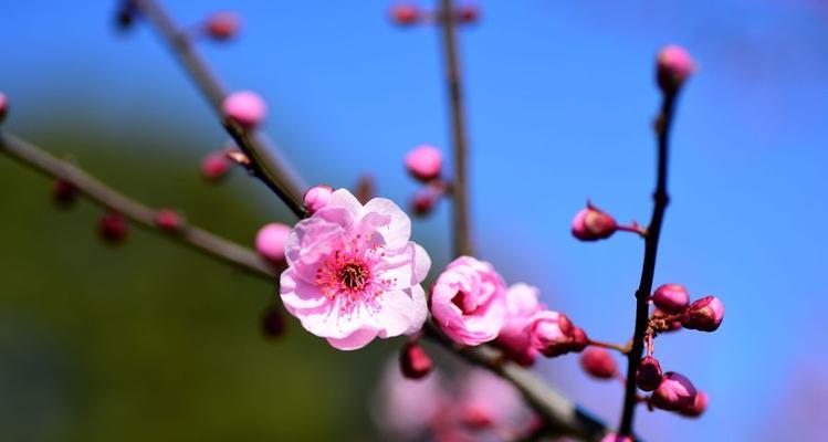 美人梅的花语——妖艳芳香中的柔情（妖娆的梅花散发着深情脉脉的花语）