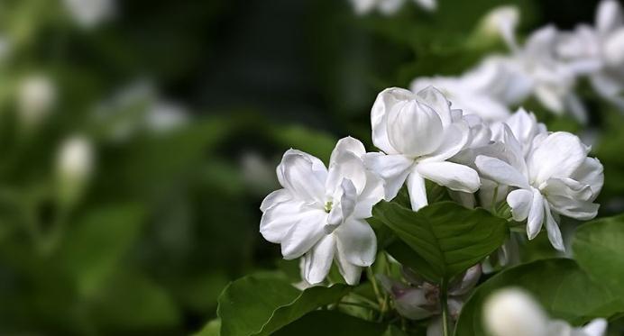 茉莉花（茉莉花的花语和象征意义）