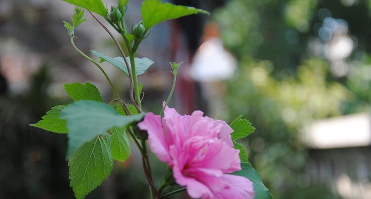 木槿花的花语与寓意（探究木槿花的神秘花语与美丽寓意）