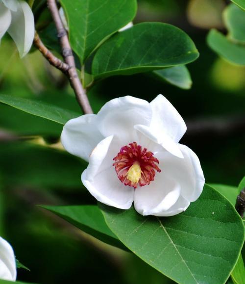 木兰花的花语及其含义（探寻木兰花背后的深意）