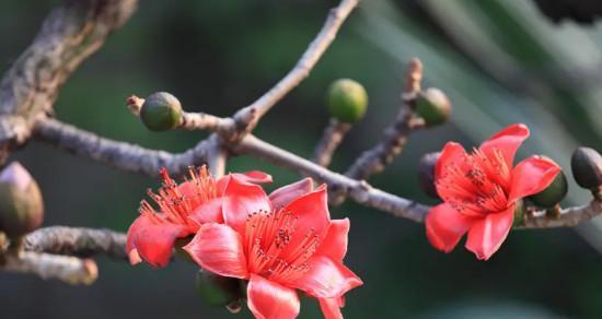 广州市花木棉花的花语与寓意（木棉花）