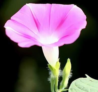 牵牛花的花语（牵牛花的花语解读及象征意义）