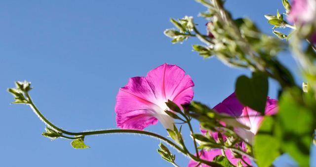 牵牛花的花语——爱情的热情绽放（浪漫的牵牛花寄托着爱的表达）