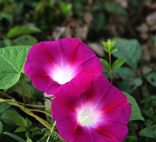 牵牛花的寓意与象征（牵牛花的花语）