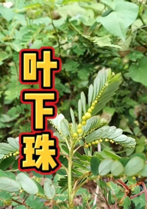 揭秘神奇草药——阴阳草（了解阴阳草的外形）