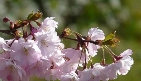 樱花花期长短及其影响因素（揭开樱花开放的奥秘）