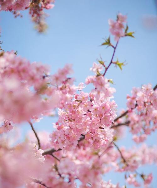 揭秘樱花开花时间，让你更懂赏樱（从开花时间到赏花技巧）