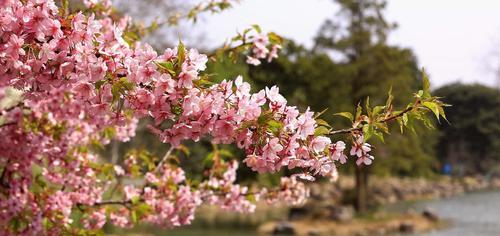 樱花的生长速度（探究一年内樱花能长多少）