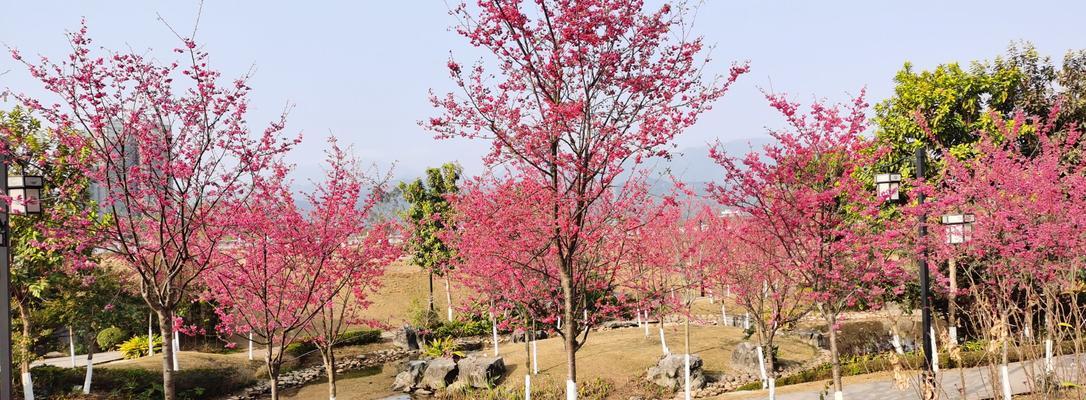 樱花的生长温度是多少度（探究影响樱花生长的温度因素）