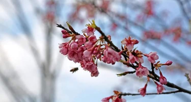 樱花开花时间及观赏指南（从春初到初夏）