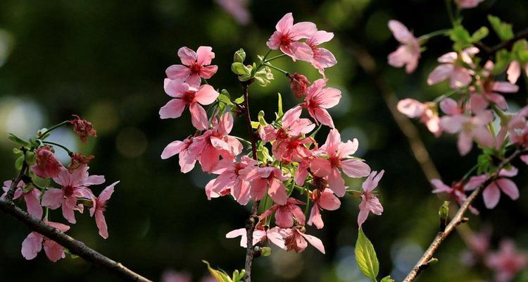 樱花开花时间的奥秘（探究樱花开花的因素与时机）