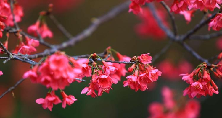 樱花树冬天为什么掉叶子（解密樱花树叶子秋冬掉落的原因及应对措施）