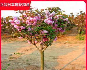 如何选择适合种植樱花树的地方（生长条件与关键点）