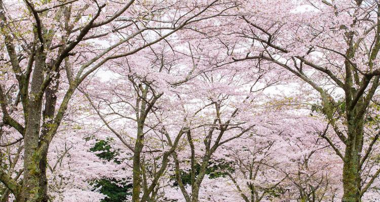 樱花树生长情况揭秘（一年能长多高）