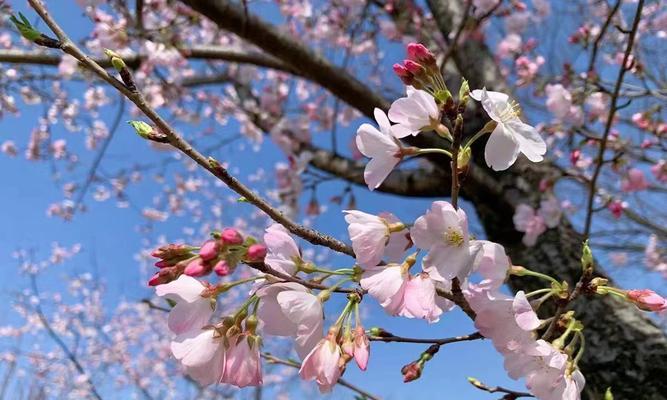 为什么樱花不开花（探究樱花不开花的原因及解决方法）