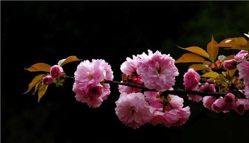 探秘樱花的花瓣形态（花瓣形态决定樱花的美丽程度）