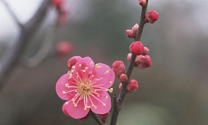 樱花真的有香味吗（探究樱花香味的来源和特点）