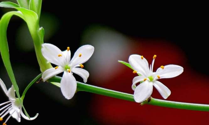 吊兰的花语与寓意（探寻吊兰的隐藏意义）