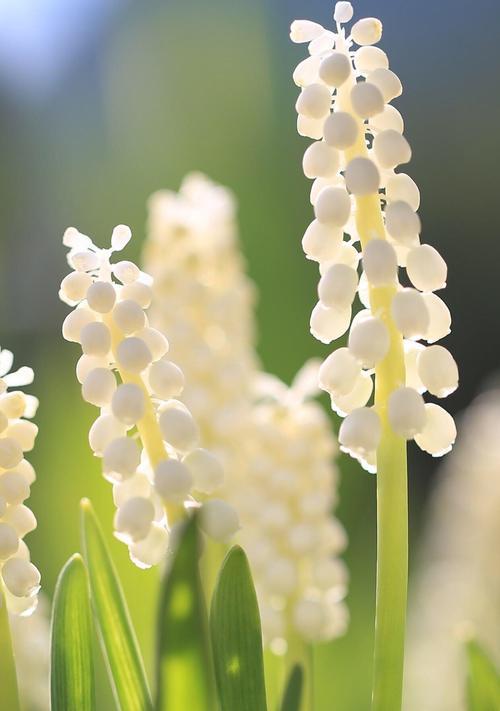 粉风信子的花语（探寻粉风信子的花语）