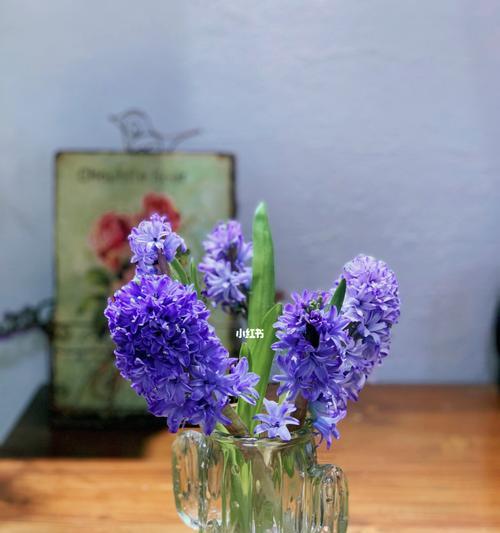 风信子鲜花花语的美丽与寓意（探寻风信子鲜花的心灵力量）