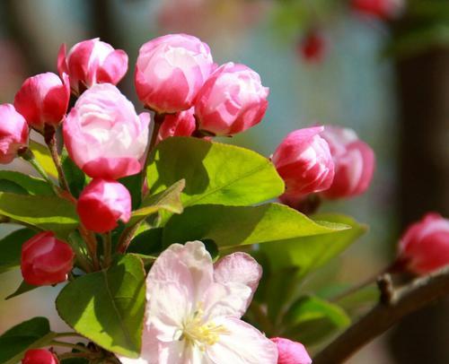 观叶海棠花语——爱与美的象征（以花媚人）