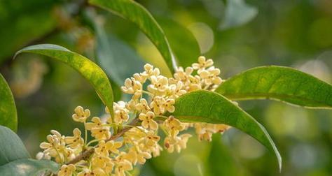 桂花的花语——传递美好与祝福（桂花花语的意义与传承）