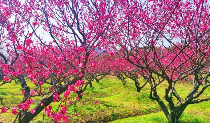 红梅花的花语及其意义解析（红梅花）