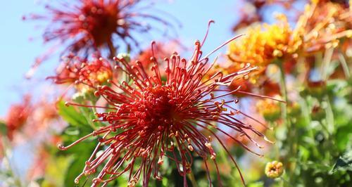 红色菊花赤炎之花语——生命的激情（赤炎代表着坚定与热情）