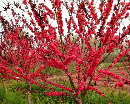 红叶碧桃花语（探寻红叶碧桃的花语之美）