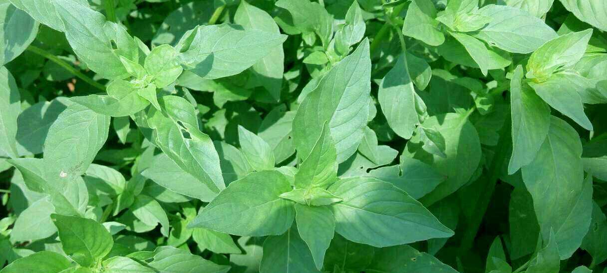 荆芥种植指南（选择适宜月份）