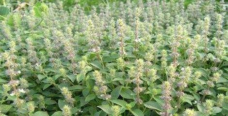 荆芥种植指南（掌握荆芥种植技巧）