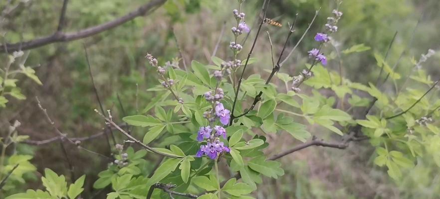 荆条花期——一年中的粉色盛宴（观赏、赏识、品味）