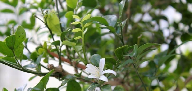 九里香不开花的原因和解决方法（九里香不开花可能存在的原因和应对措施）