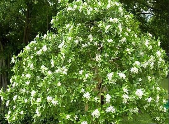 探寻九里香的花期之谜（春夏交替）