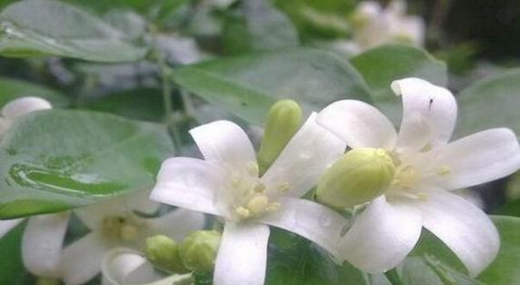 九里香的开花季节及次数（一年开几次花）