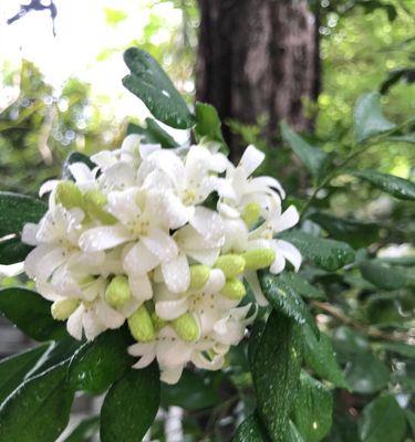 九里香花开的季节与特点——迎接春天的芬芳