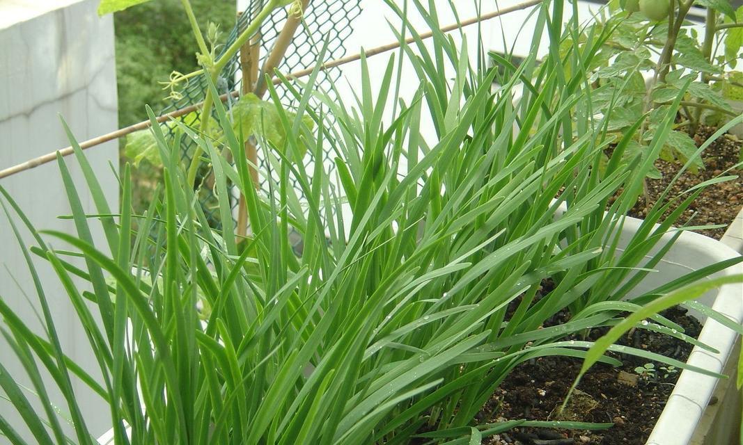 韭菜的风水寓意与种植位置（了解韭菜的风水知识）