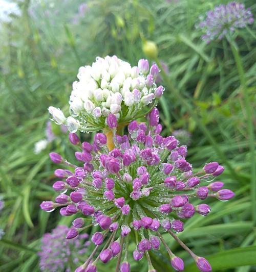 韭菜花和韭菜的区别与联系（揭开韭菜花和韭菜的神秘面纱）