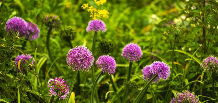 韭菜花亩产量及其种植技巧（韭菜花亩产量多少斤）