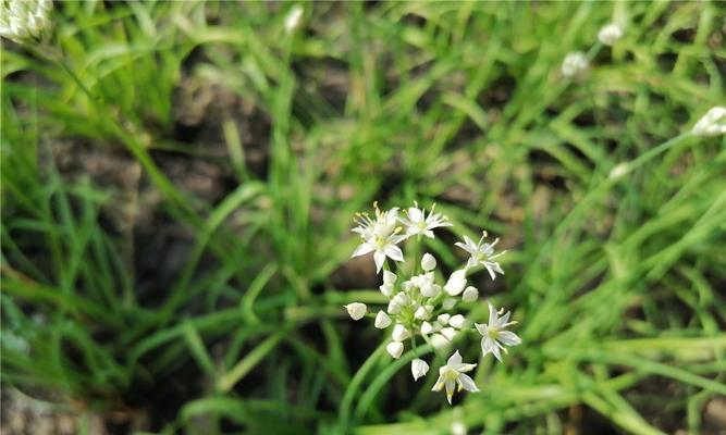 韭菜花采摘指南（春季何时采摘韭菜花）