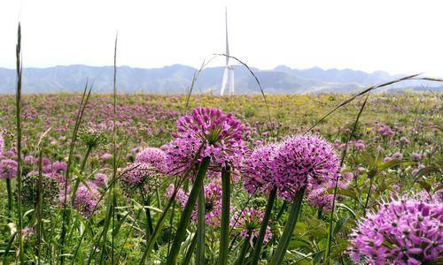 揭秘韭菜花采摘最佳时间（四季韭菜花采摘时间表及选购技巧）