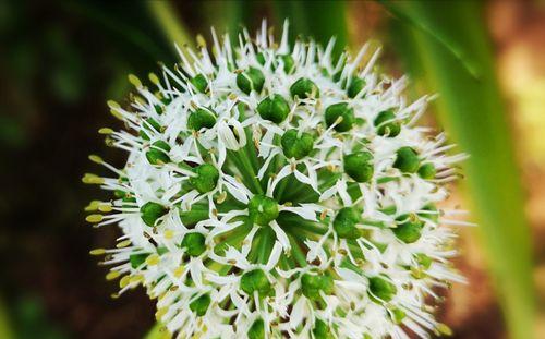 揭秘韭菜花开花时间，你了解几个季节？