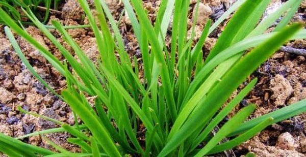 韭菜品种详解（如何选择最适合自家种植的韭菜品种）